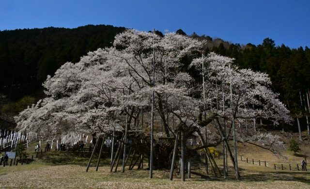 根尾谷の淡墨桜