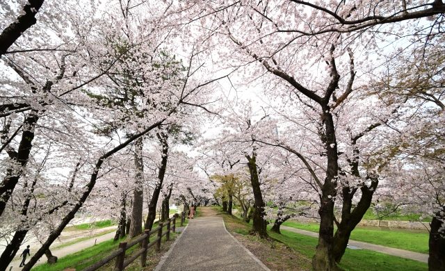 岡崎公園の桜