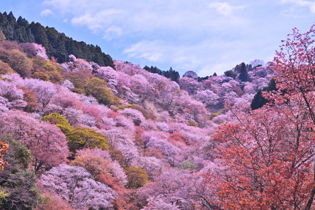 山桜