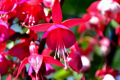 5月30日フクシア