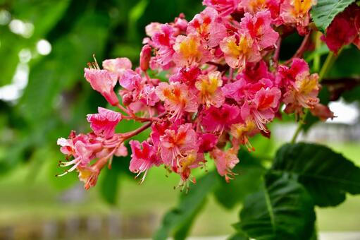 5月12日ベニバナトチノキ