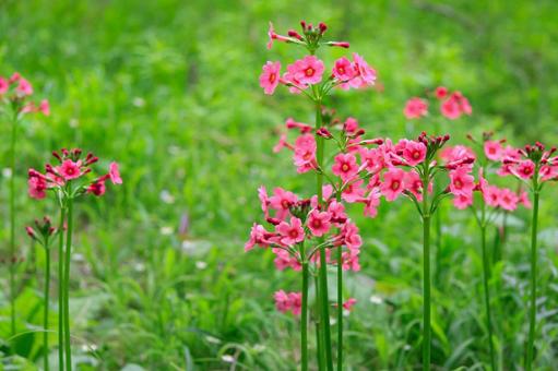 5月27日クリンソウ