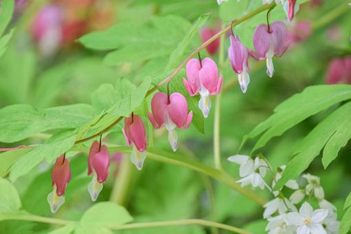 5月13日ケマンソウ