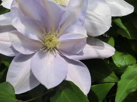 5月25日クレマチス