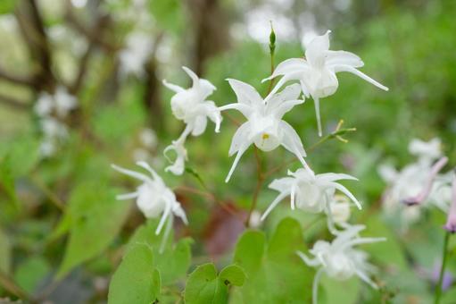 5月17日イカリソウ