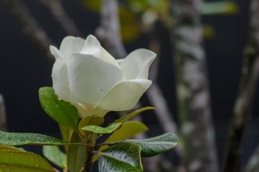 5月19日タイサンボク