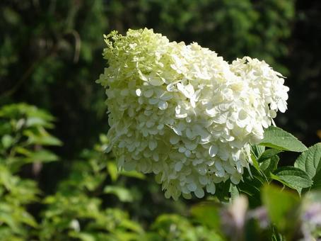 7月29日ミナヅキ