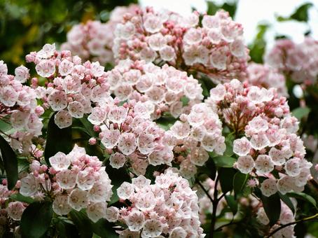 5月23日カルミア