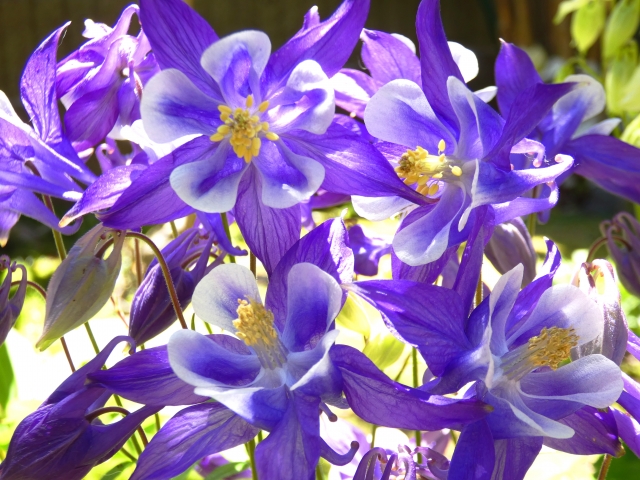 5月22日オダマキ