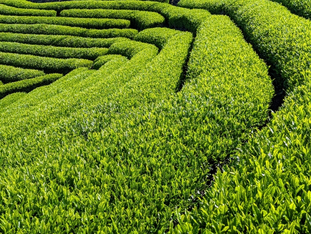 八十八夜・茶畑