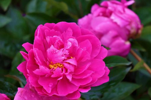 5月20日シャクヤク