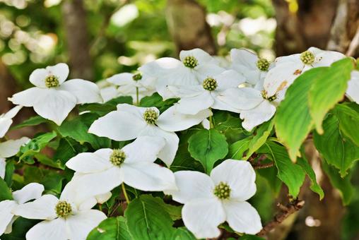 5月26日ヤマボウシ