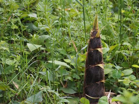 立夏・たけのこ