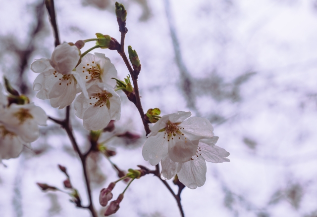 花見・開花宣言