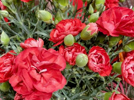 5月14日カーネーション