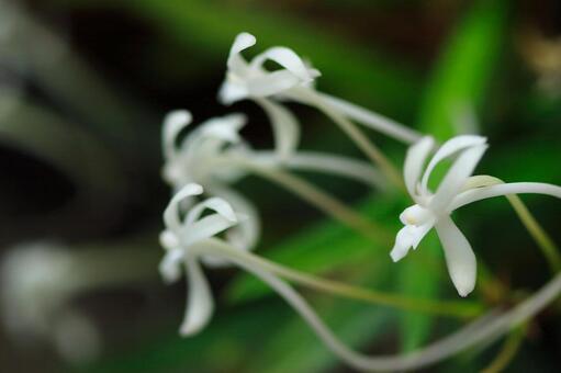 5月2日オリヅルラン