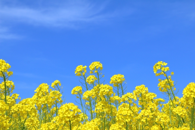 二十四節気・春