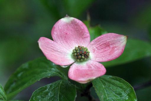 5月31日ハナミズキ