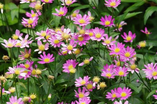 5月6日ミヤコワスレ