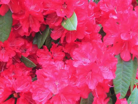 5月3日シャクナゲ