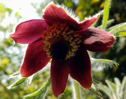 5月28日オキナグサ