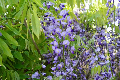 5月4日ノダフジ