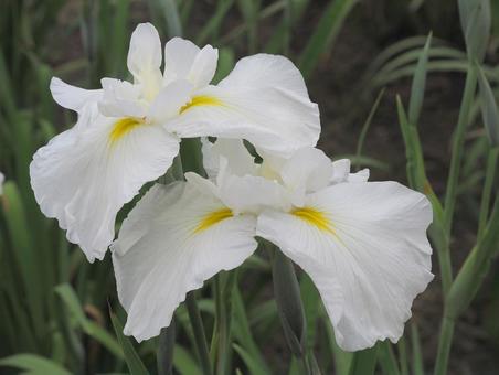 夏至・花菖蒲