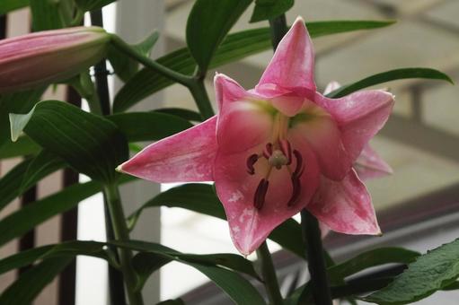 5月15日オリエンタルリリー