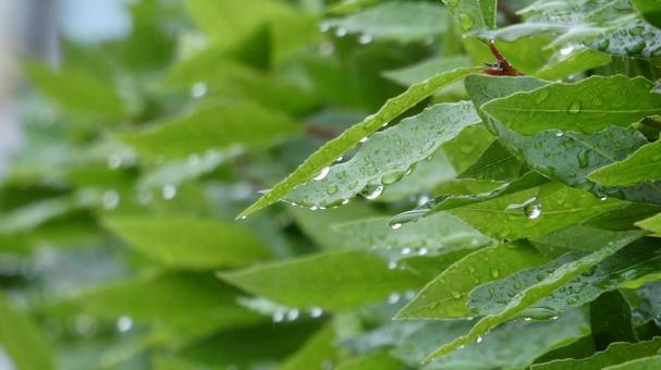 梅雨