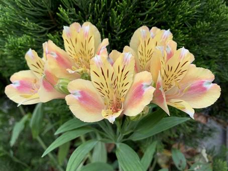 5月7日アルストロメリア