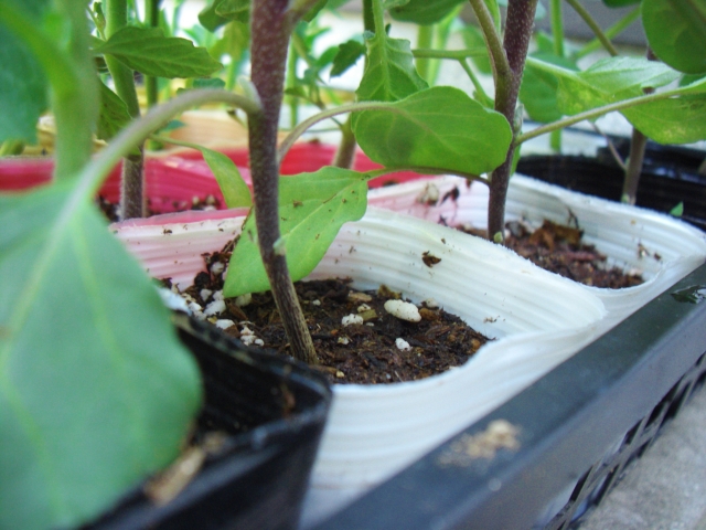 芒種・野菜の苗