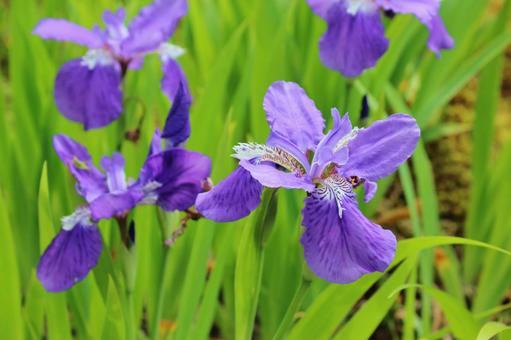 4月5日イチハツ