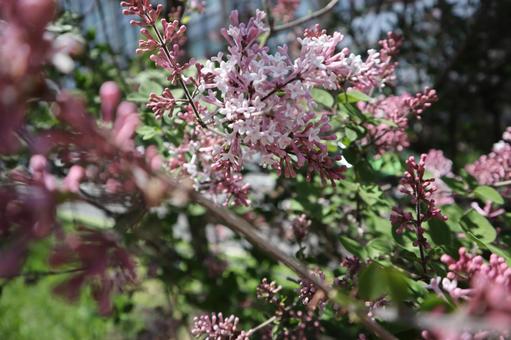 5月16日ライラック