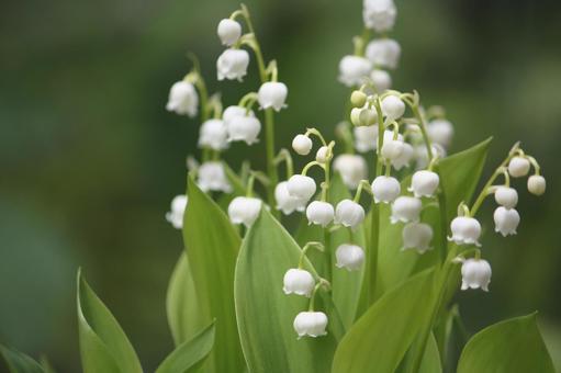5月1日スズラン