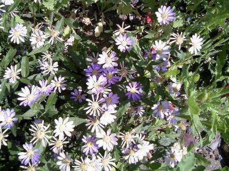 5月11日アスター