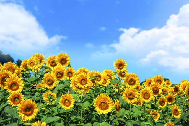 二十四節気・夏