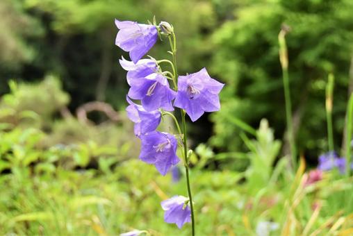 7月10日モモバキキョウ