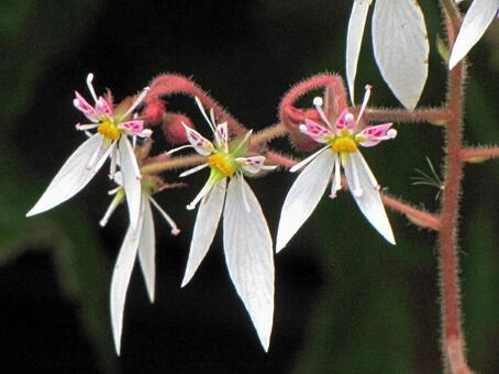 5月24日ユキノシタ