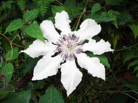 5月9日カザグルマ