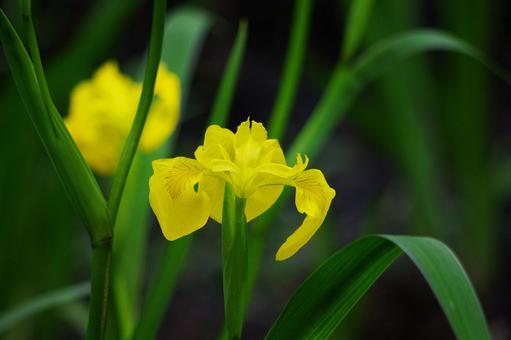 5月29日キショウブ