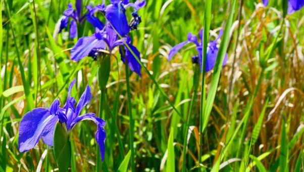 5月18日カキツバタ