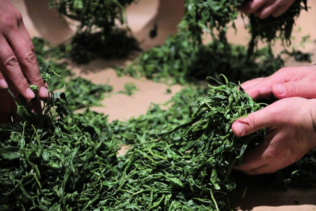 八十八夜・新茶手もみ