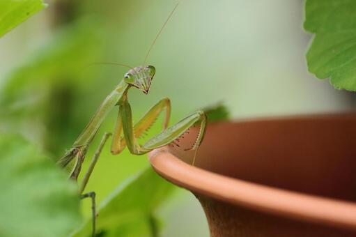 芒種・カマキリ