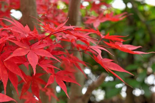 11月9日イロハカエデ