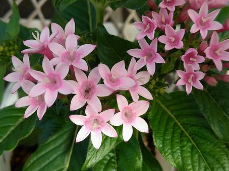 10月22日ペンタス