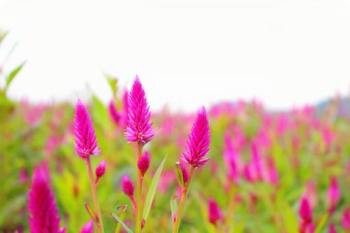 10月12日ヤリゲイトウ