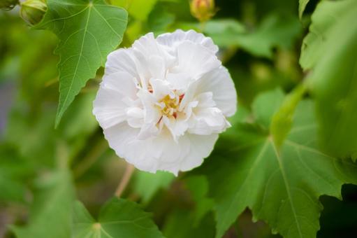 8月21日スイフヨウ