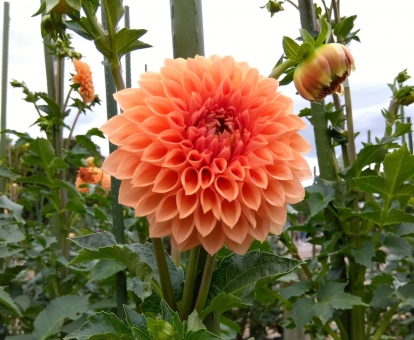 10月15ダリア
