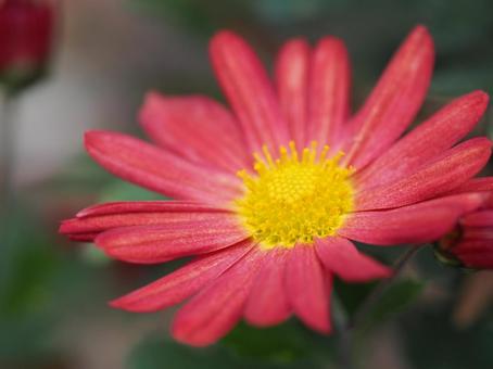 10月13日キク(赤)