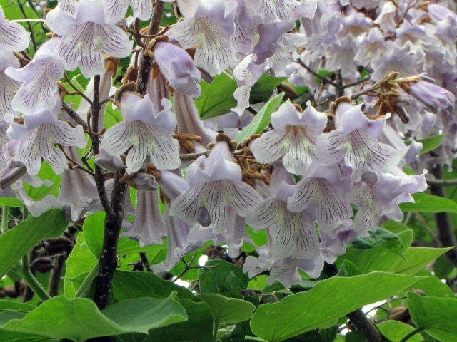 桐の花